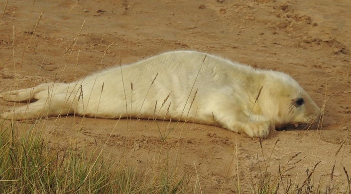 Donna Nook Nature Reserve