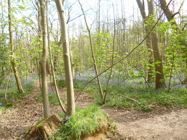 Picture of Norsey Wood