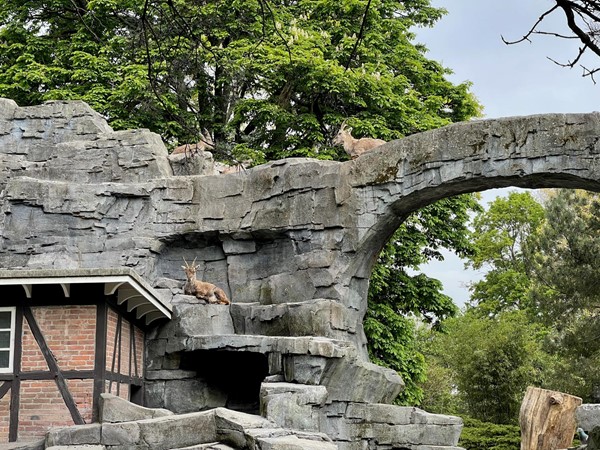 We were impressed with the climbing ability of the mountain goats as we took this picture of then climbing up and over a narrow stone archway