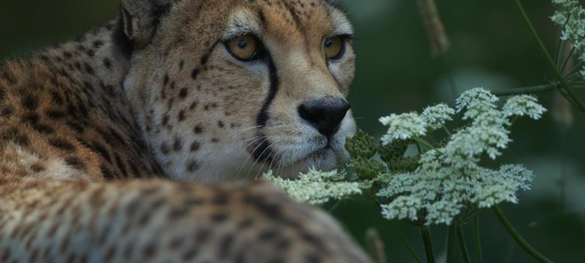 Dartmoor Zoological Society