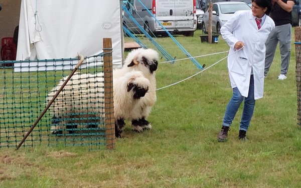 Man with sheep