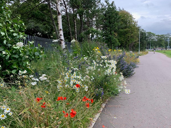 Wild flowers in Saughton Park