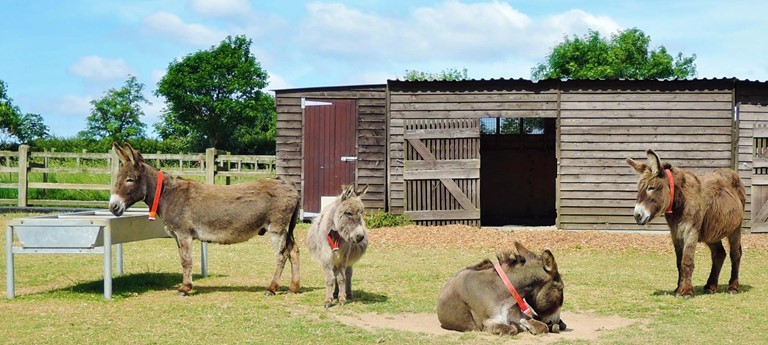 The Donkey Sanctuary