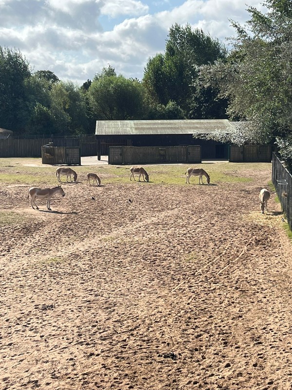 Image of donkeys in a fenced in area