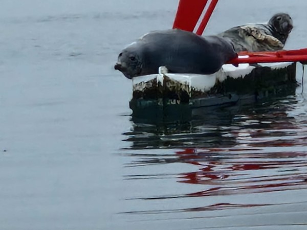 Some of the seals on the marker