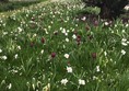 Spring bulbs border the elm walk.