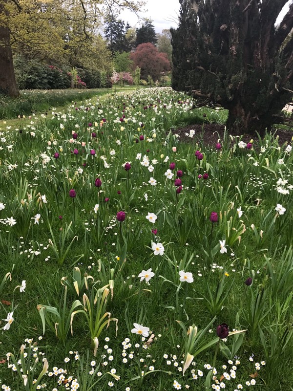 Spring bulbs border the elm walk.