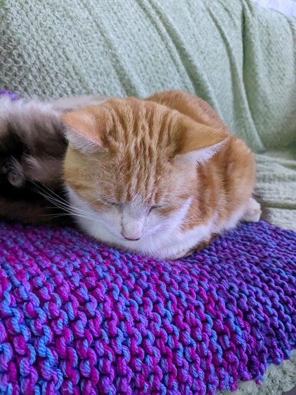 Small orange cat, who looks on the brink of falling asleep.