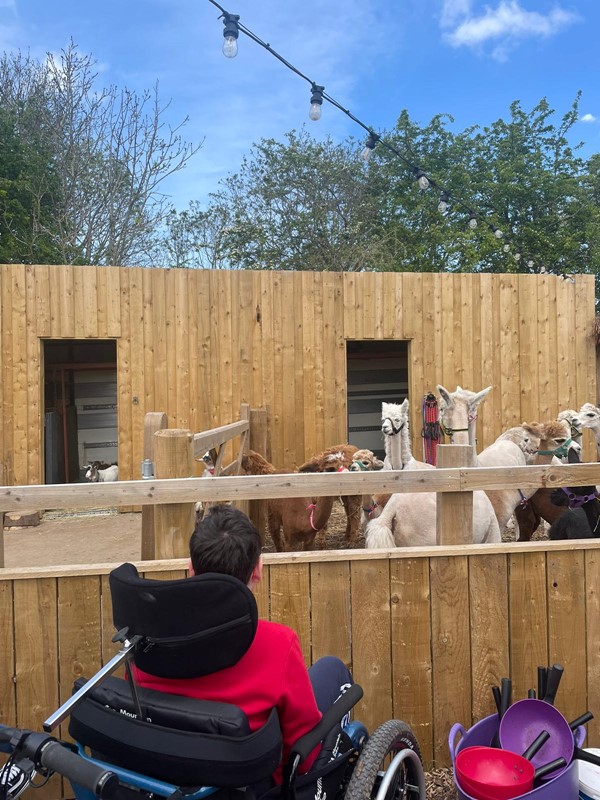 Alpacas behind a fence