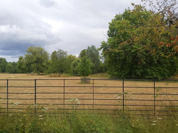 trees a field and a fence