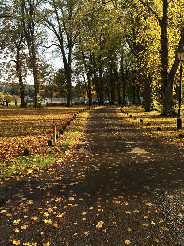 Tree-lined driveway.