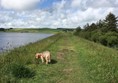 Grass pathways with Harley.