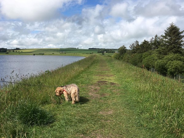 Grass pathways with Harley.