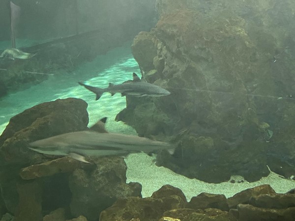 Image of two sharks