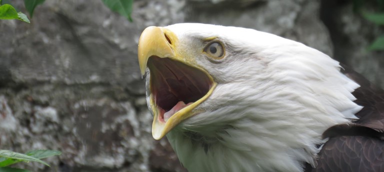 Lakeland Bird Of Prey Centre