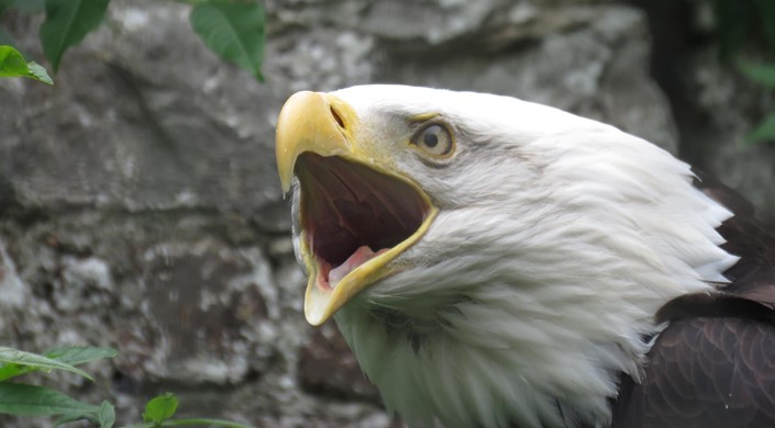 Lakeland Bird Of Prey Centre