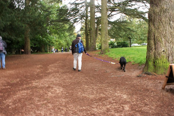 Very wide path with large trees surrounding it. Slightly hilly but I can manage okay.