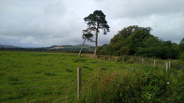 The field behind the house - sheep and swallows all over the place when we were here