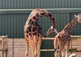 Image of two giraffes