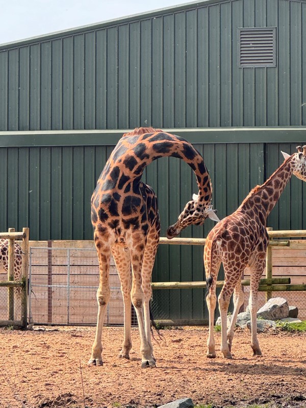 Image of two giraffes