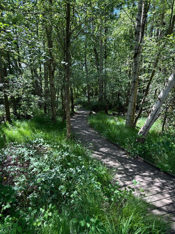 Another image of the wooden pathway surrounded by trees.