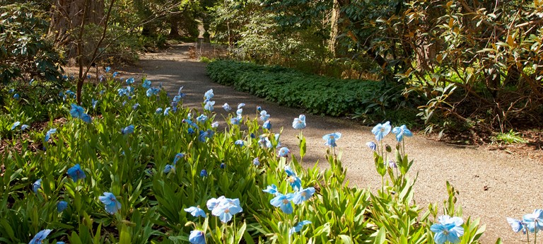 Dawyck Botanic Garden