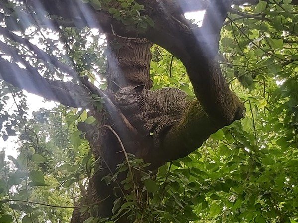 Cheshire Cat model in a tree