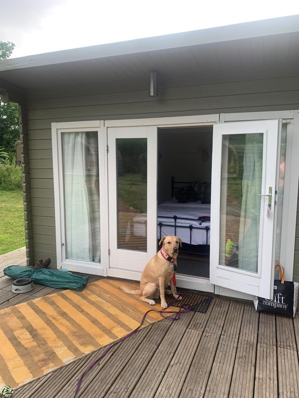 Dog outside patio doors