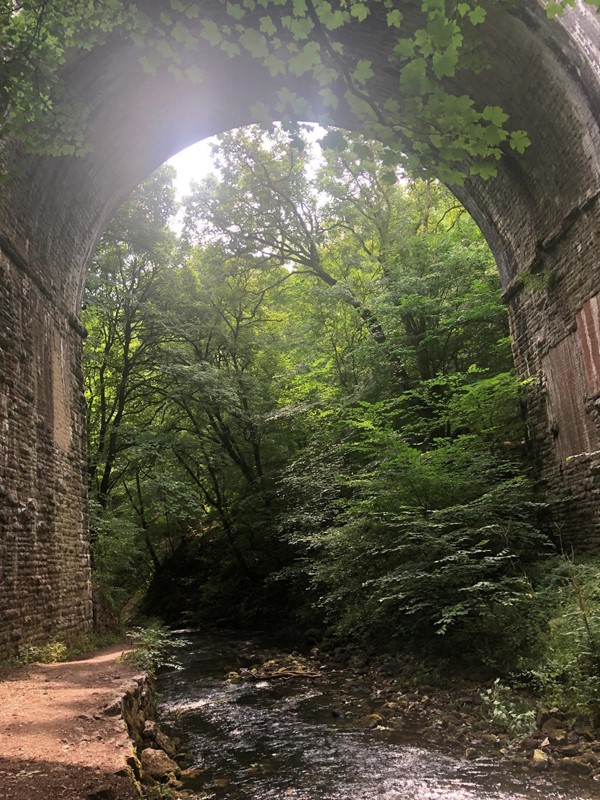 Trees under a bridge