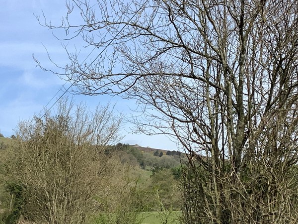 Picture of a tree with a hill in the background