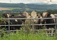 Cows