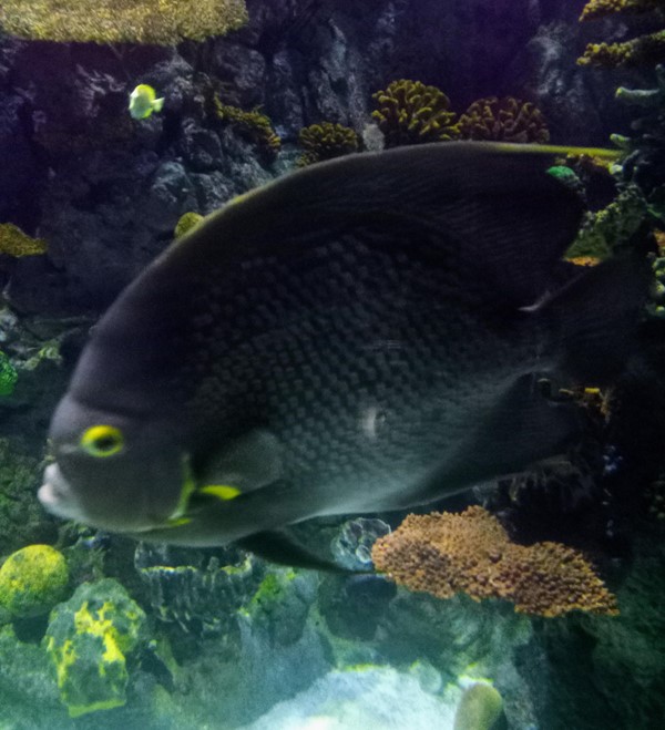 Fish in an aquarium