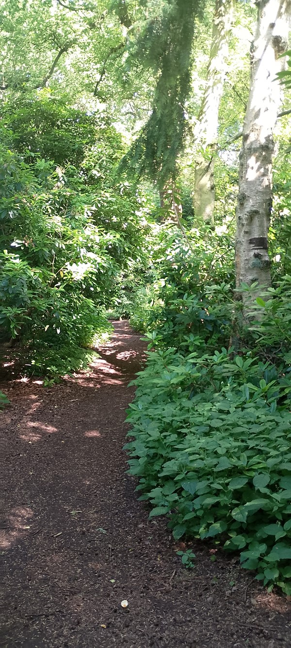 Pathway hidden by overgrown bushes.