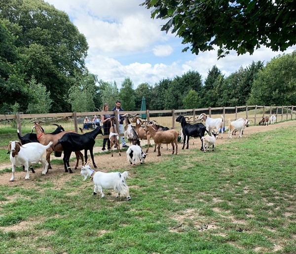 Buttercups Sanctuary For Goats