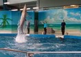 Dolphin show