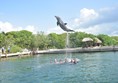 Delphinus at Xel-Ha