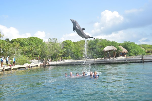 Delphinus at Xel-Ha