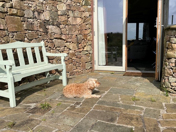 Image of a Image of a dog on a patio