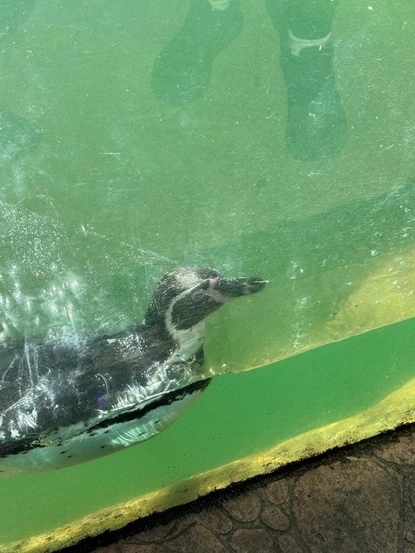 Image of a penguin