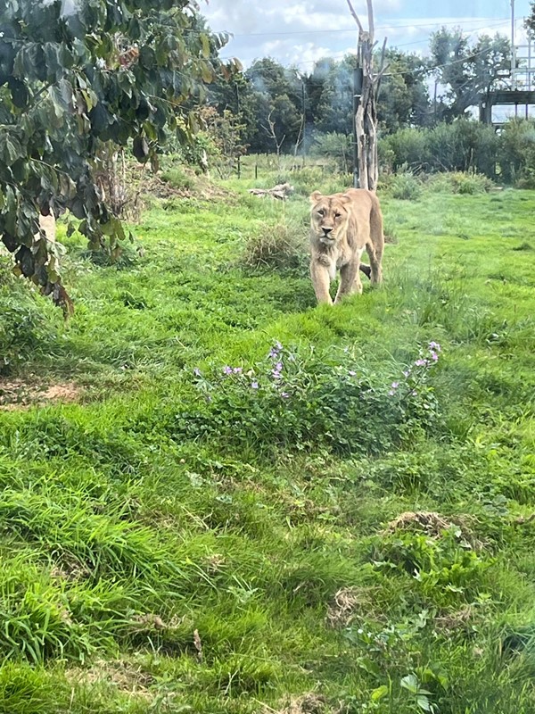 Image of a lion