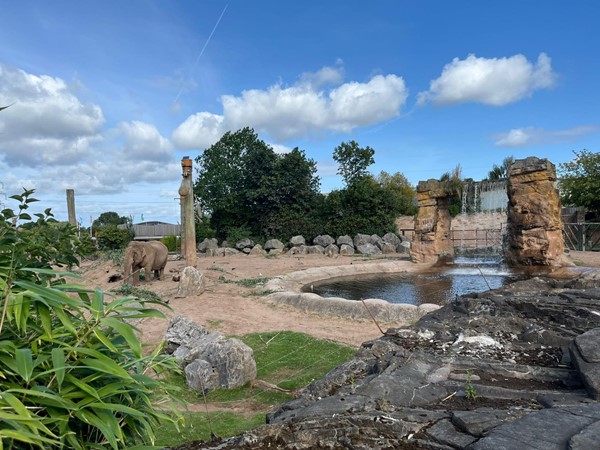 Image of  an elephant in an enclosure