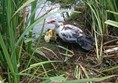 Picture of Kerry Farm - Ducks