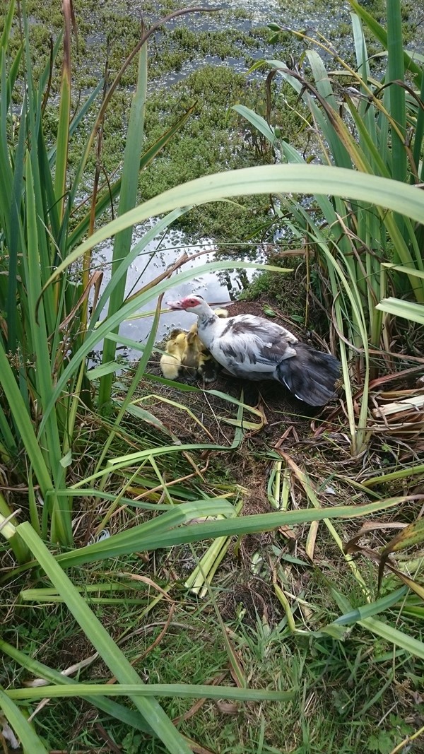 Picture of Kerry Farm - Ducks