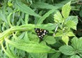 Picture of Bwlch Nant yr Arian - Butterfly