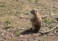 The prairie dogs were very amusing, especially play fighting and doing little "woop!" noises!