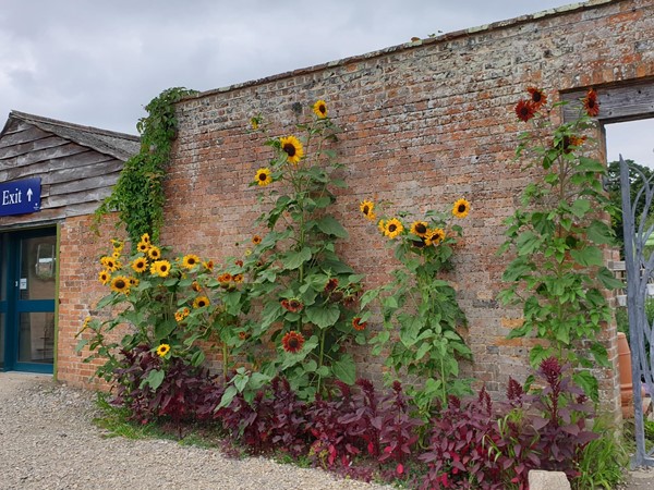 Picture of Waterperry Gardens