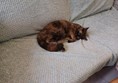 Cat on a sofa