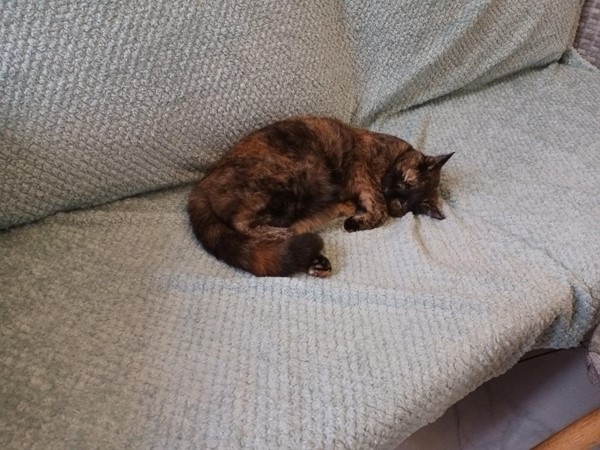 Cat on a sofa