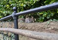 Image of a squirrel beside grab rail.