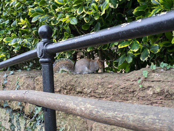 Image of a squirrel beside grab rail.